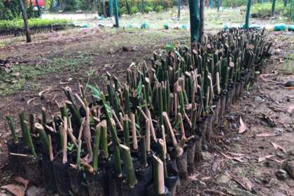 Bamboo Planting: BenguetCorp Nickel Mines Inc.