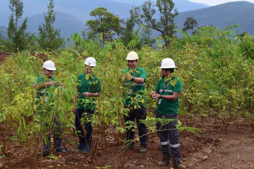 Bamboo Planting: Marcventures
