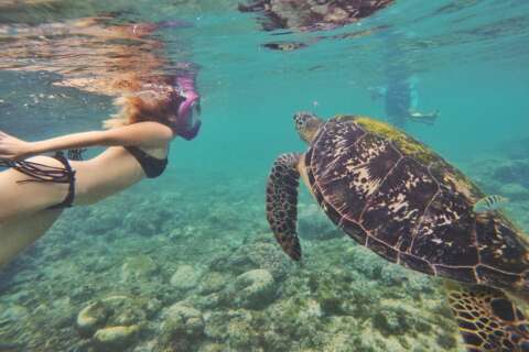Cebu Pacific: Turtles of Apo Island