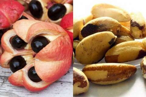 Tingloy and Brazil nuts