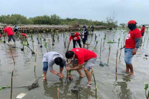 SMC mangrove planting