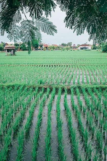 Water Management for Rice Farming