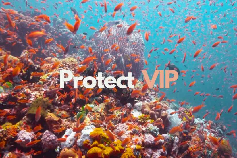 Protect VIP