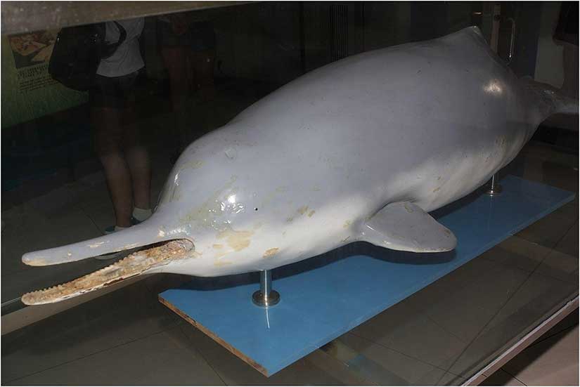 Chinese Baiji dolphin
