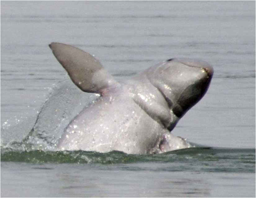 Jumping Irrawaddi dolphin