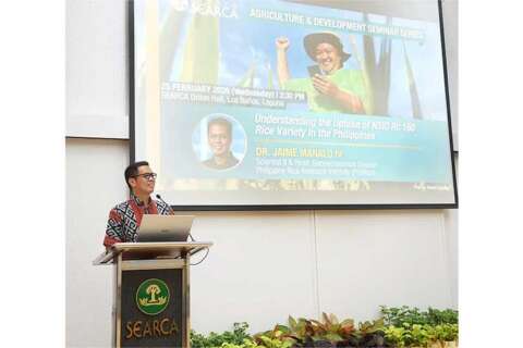 Philippine rice variety